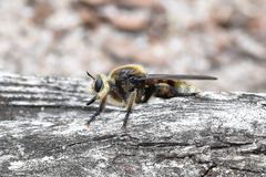 Laphria gibbosa
