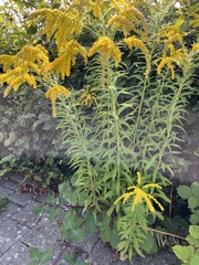 Solidago canadensis