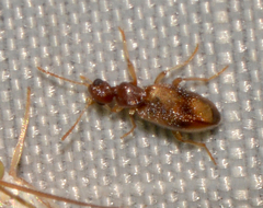Anthicidae