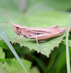 Chorthippus albomarginatus