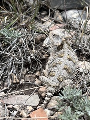 Phrynosoma orbiculare