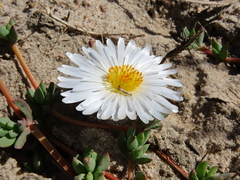 Lampranthus reptans