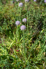 Allium nutans