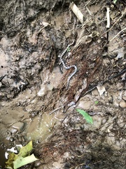 Lampropeltis triangulum