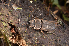 Velutinodorcus carinulatus