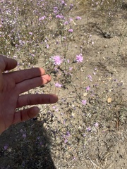 Lessingia leptoclada