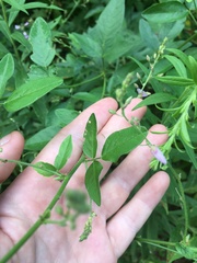 Desmodium paniculatum