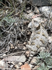 Phrynosoma orbiculare