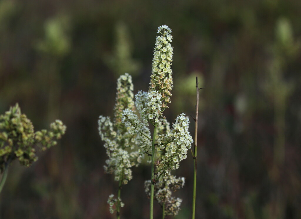 pinebarrens death-camas