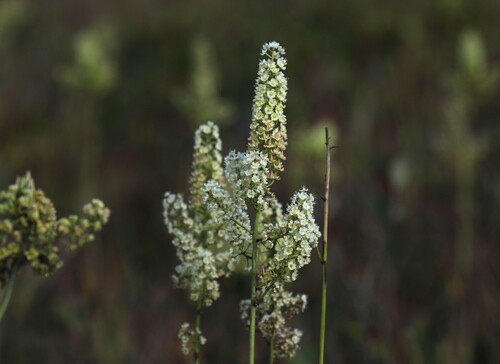 Stenanthium leimanthoides