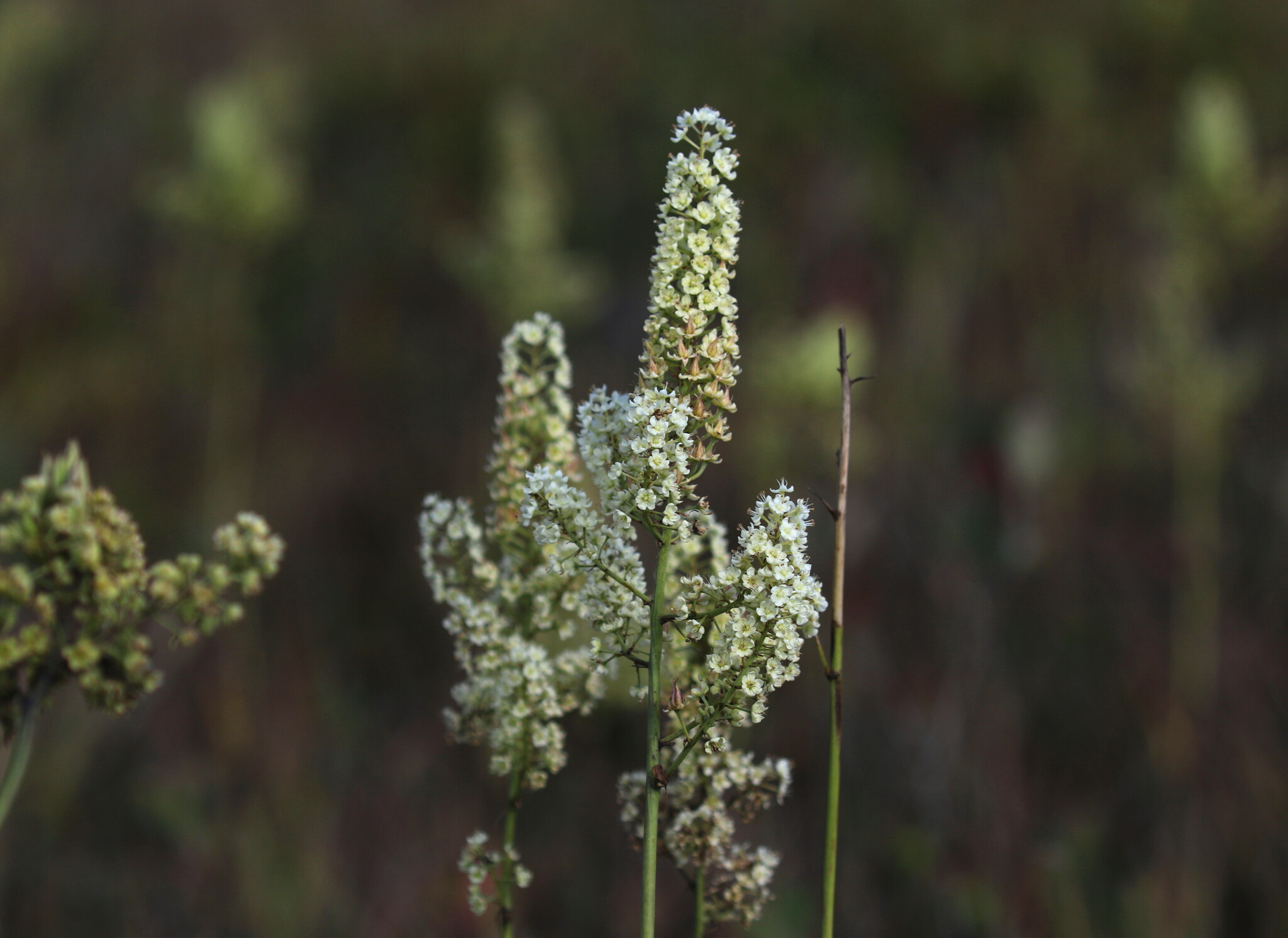 Stenanthium leimanthoides