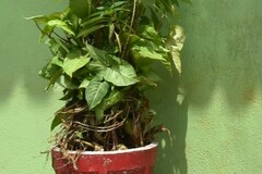 Graptophyllum pictum