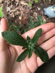 Ruellia caroliniensis