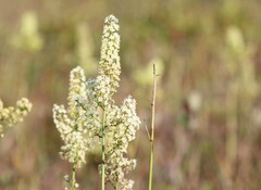 Stenanthium leimanthoides