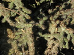 Cylindropuntia prolifera