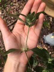 Ruellia caroliniensis