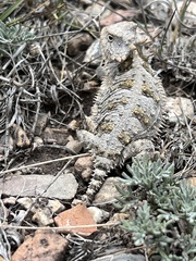 Phrynosoma orbiculare