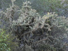 Cylindropuntia prolifera