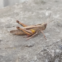 Eyprepocnemis plorans