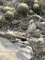 Phrynosoma orbiculare