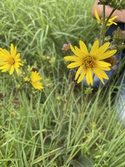Silphium radula