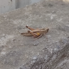 Eyprepocnemis plorans