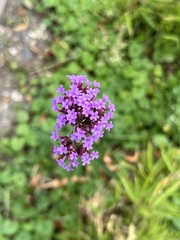 Verbena rigida