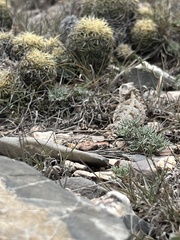 Phrynosoma orbiculare