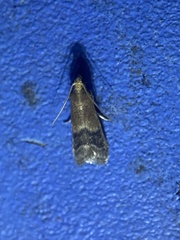 Eulogia ochrifrontella