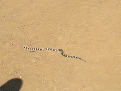 Lampropeltis californiae