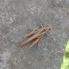 Eyprepocnemis plorans