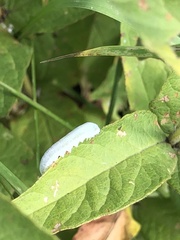 Monostegia