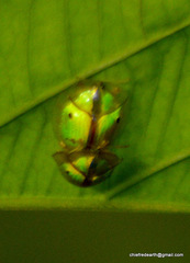 Chiridopsis