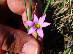 Romulea rosea