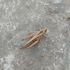 Eyprepocnemis plorans