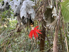 Passiflora cristalina