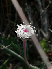 Othonna digitata