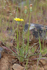 Nothocalais troximoides