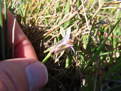 Romulea rosea