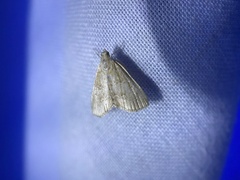 Glaphyriinae