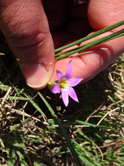 Romulea rosea