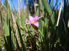 Romulea rosea