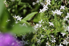 Calliopsis andreniformis