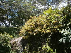 Epidendrum ciliare