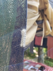 Lophocampa caryae