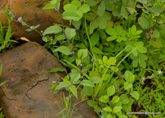 Spermacoce articularis