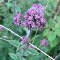 Origanum vulgare
