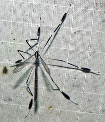 Bittacomorpha clavipes