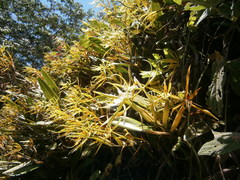 Epidendrum ciliare