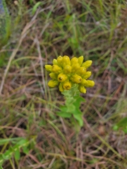 Solidago rigida